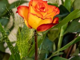 20240613-DSC05500